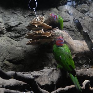 5/20/2018 - Hawk-Headed Parrots