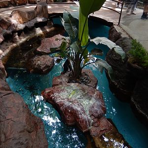 5/20/2018 - African Penguin Habitat