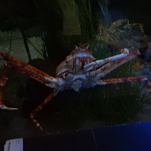 5/20/2018 - Japanese Spider Crab