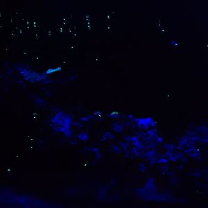 5/20/2018 - Palau Tank