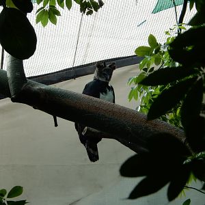 5/20/2018 - Harpy Eagle