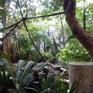 5/20/2018 - Birds of El Triunfo