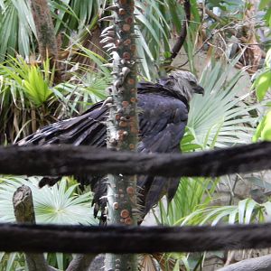 5/20/2018 - Harpy Eagle