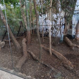 5/20/2018 - Agouti & Ocellated Turkey Habitat