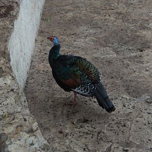 5/20/2018 - Ocellated Turkey