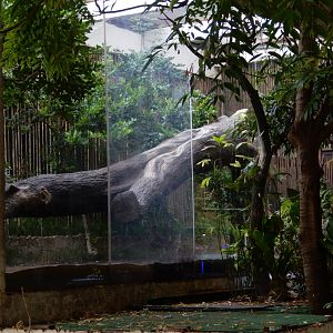 5/20/2018 - Outdoor Ocelot Habitat