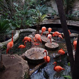 5/20/2018 - Caribbean Flamingo Pool