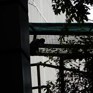 5/20/2018 - Red-Backed Bearded Saki Monkey (?)