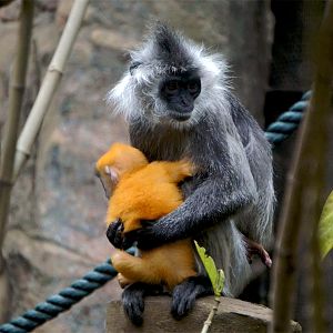 Indo-Chinese silver langur