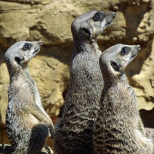 Meerkats - NAZF