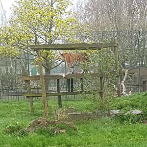 Amur tiger enclosure