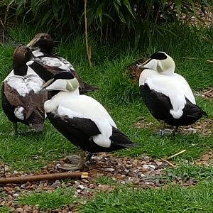 Eider ducks