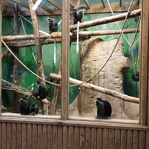 King Colobus indoor area