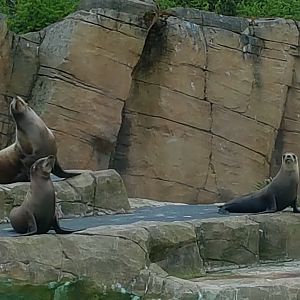 Sealion exhibit