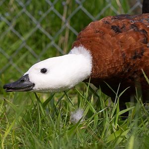 Paradise shelduck : Hamerton : 18 May 2018