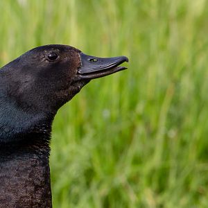 Paradise shelduck : Hamerton : 18 May 2018