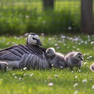 Barnacle goose : Hamerton : 18 May 2018