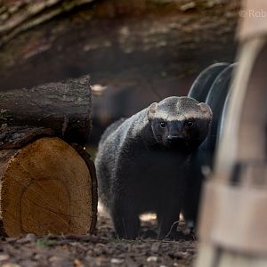 Greater grison : Hamerton : 18 May 2018