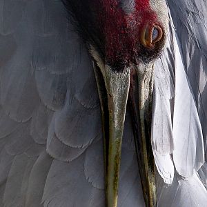 Sarus crane : Hamerton : 18 May 2018