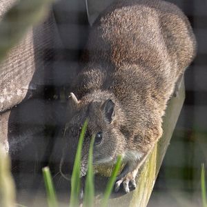 Rock cavy : Hamerton : 18 May 2018