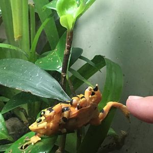 Panamanian Golden Frog w/ babies