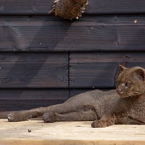 Jaguarundi : Hamerton : 18 May 2018