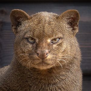 Jaguarundi : Hamerton : 18 May 2018