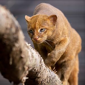 Jaguarundi : Hamerton : 18 May 2018