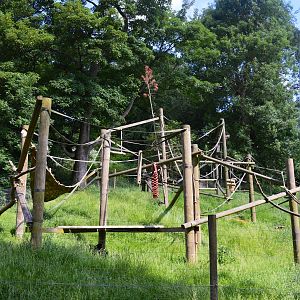 Colombian black spider monkey enclosure