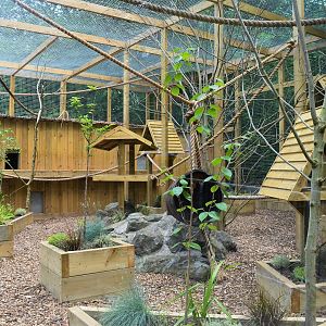 New binturong enclosure, outdoor area