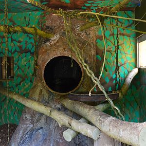 Binturong on-show indoor area