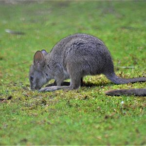 Young Parma wallaby