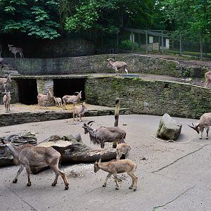 Barbary sheep