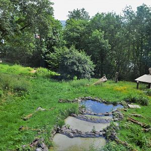 Asiatic lion enclosure