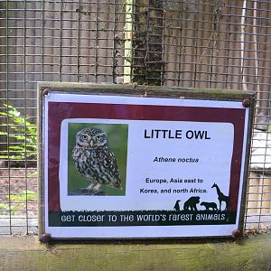 New sign for little owl
