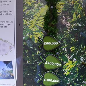 Fundraising for new orang enclosure