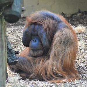 Bornean orangutan