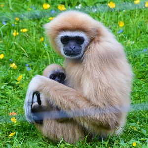 Baby lar gibbon