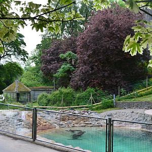 View over sea lions towards gibbon enclosure
