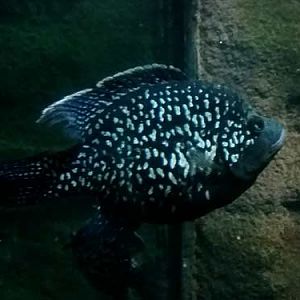 Black Diamond Cichlid