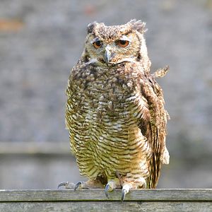 Lesser horned owl (Bubo magellanicus)