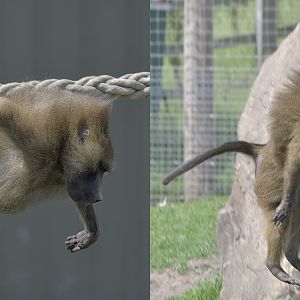You will believe a baboon can fly!