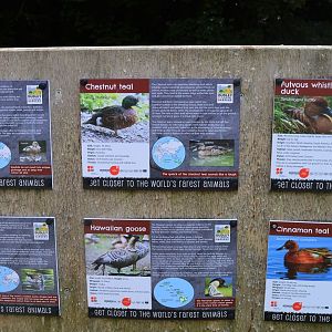 Species in wildfowl area, board 1.