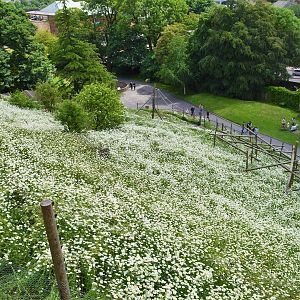 View from top of bachelor gelada enclosure