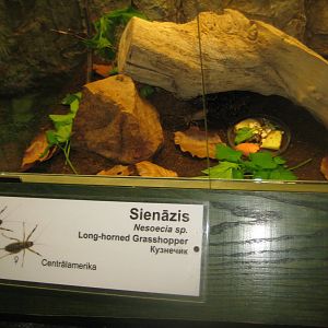Riga Zoo - Tropical house - Insectarium exhibit #7