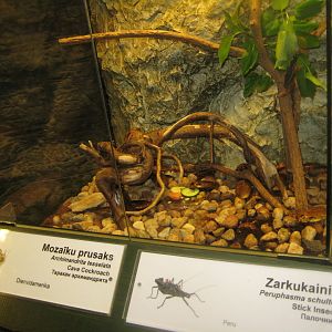 Riga Zoo - Tropical house - Insectarium exhibit #8