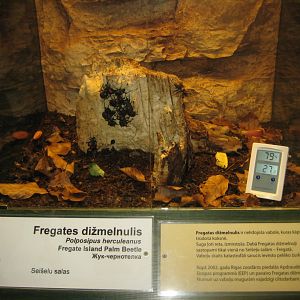 Riga Zoo - Tropical house - Insectarium exhibit #9