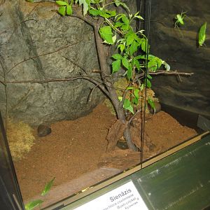 Riga Zoo - Tropical house - Insectarium exhibit #10