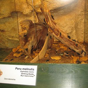 Riga Zoo - Tropical house - Insectarium exhibit #11