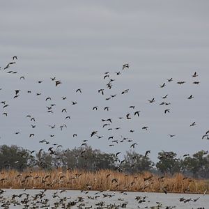 Flock of waterfowl.